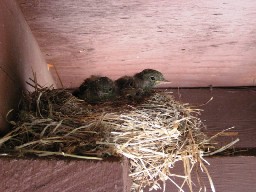 Baby birds at Clarks Fork